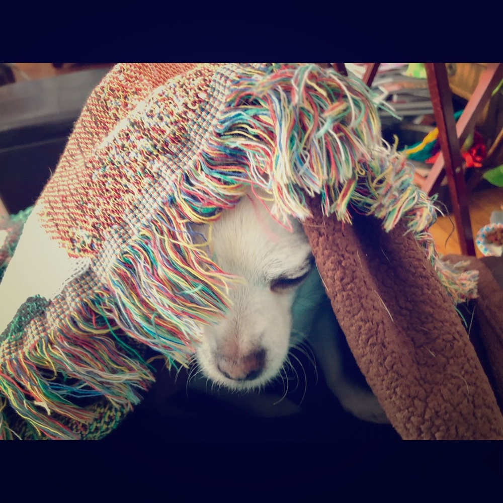 Posh Ambassador Maggie McMyler 🤍🌈❤️📦💜